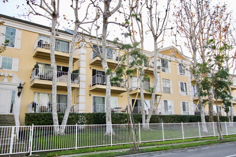 There are many Long trees than apartments grown in front of Apartment in Versailles