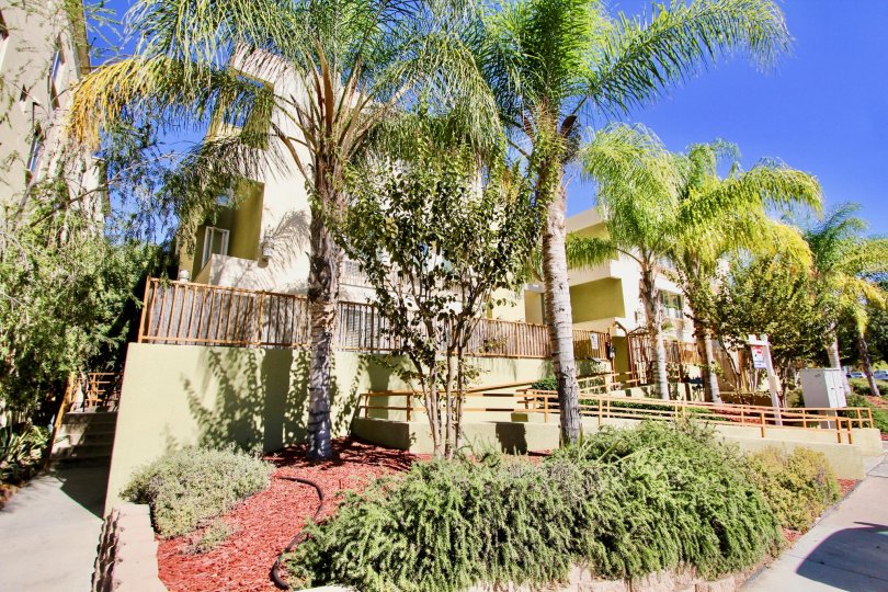 College dorms with a tropical feel with palm trees and outdoor loving