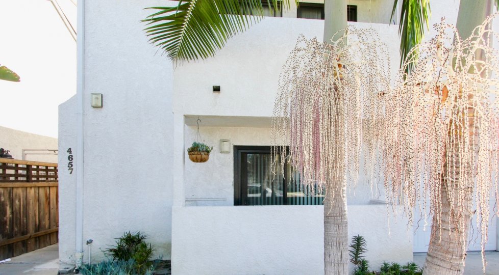 A sunny day in the area of A2I Condominiums, palm trees, sliding glass doors, hanging plant, wooden fence, condos
