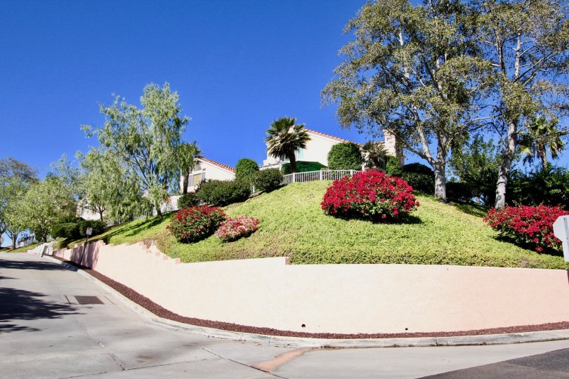 The garden in Masters Hill with grass and bush with flowers